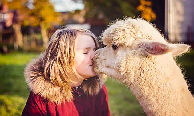 Alpacafarm In de Puthof Alpaca experience 1 5 uur koffie thee